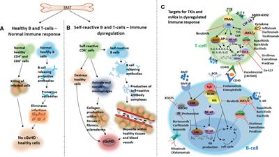 Frontiers | New Approaches for the Treatment of Chronic Graft 